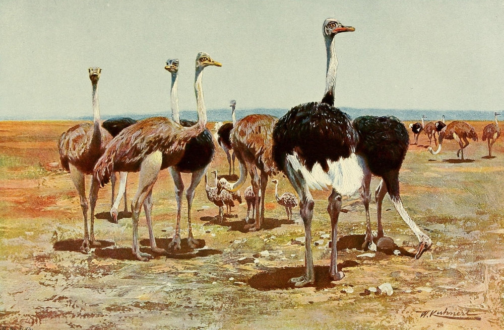 Wild Life of the World 1916 Somali Ostrich Poster Print by F.W. Kuhnert showcasing the majestic Somali Ostrich.