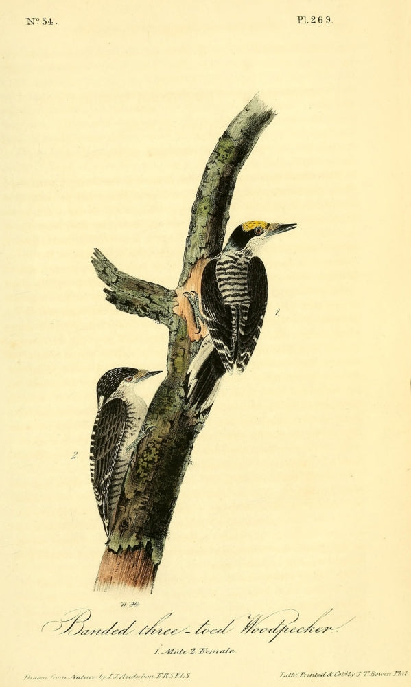 Banded Three-toed Woodpecker Poster Print by J.J. Audubon