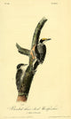 Banded Three-toed Woodpecker Poster Print by J.J. Audubon