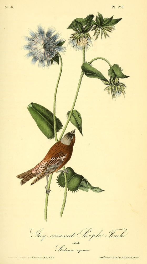 Grey-crowned Purple Finch Poster Print from Birds of America by J.J. Audubon