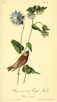 Grey-crowned Purple Finch Poster Print from Birds of America by J.J. Audubon
