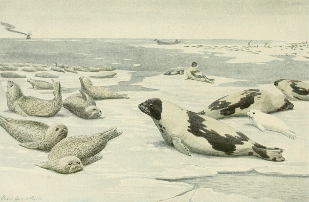 Wild Animals of North America 1918 Seals Poster Print by L.A. Fuertes