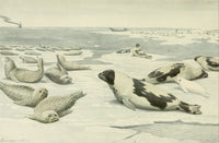 Wild Animals of North America 1918 Seals Poster Print by L.A. Fuertes
