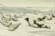 Wild Animals of North America 1918 Seals Poster Print by L.A. Fuertes