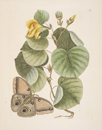 Phalaena Moth Poster Print by Mark Catesby featuring intricate details.