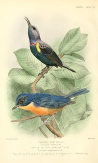 Bird Notes 1902 Sun-bird & Flycatcher Poster Print by H. Goodchild