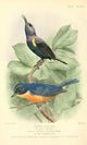 Bird Notes 1902 Sun-bird & Flycatcher Poster Print by H. Goodchild