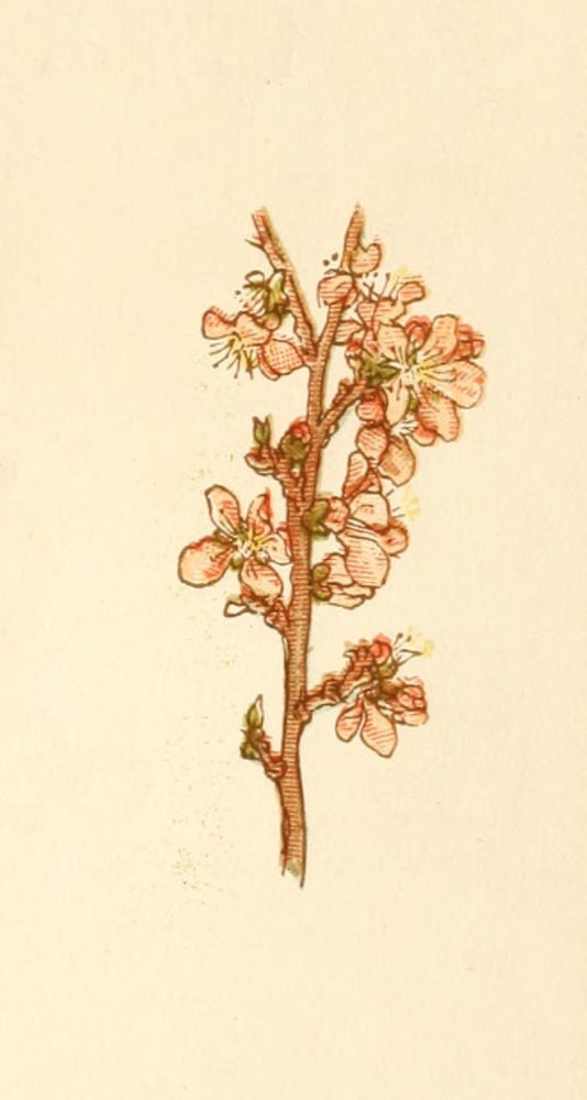 Language of Flowers 1884 Blossom Poster Print by Kate Greenaway