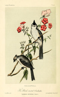 Black-crested Chickadee Poster Print by W.E. Hitchcock