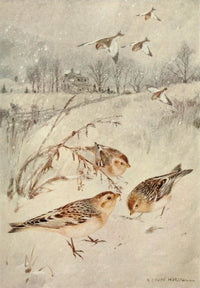 Bird Biographies 1923 Snowflake Poster Print by Robert Bruce Horsfall