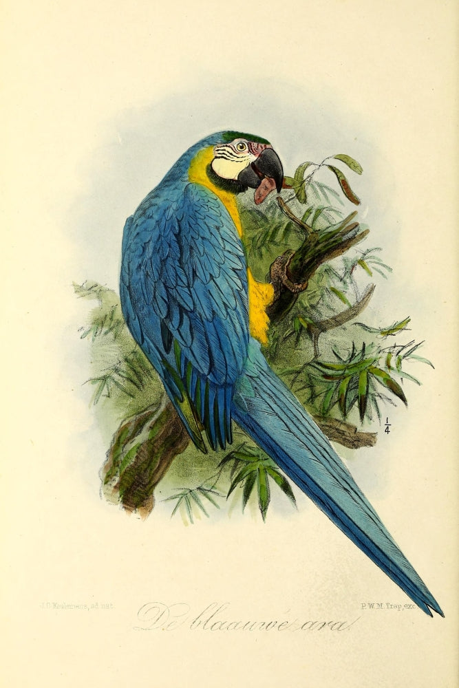 Onze Vogel 1869 Blue Parrot Poster Print by J.G. Keulemans showcasing vibrant colors and intricate details.