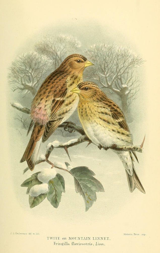 Birds of the British Islands 1885 Linnet Mountain Poster Print by John G. Keulemans
