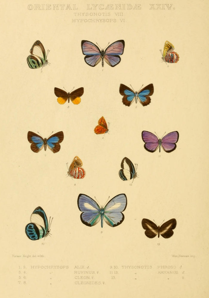 Rhopalocera Exotica 1887 Oriental Lycaenidae Poster Print by Horace Knight