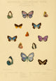 Rhopalocera Exotica 1887 Oriental Lycaenidae Poster Print by Horace Knight