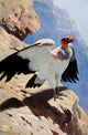 Wild Life of the World 1916 King Vulture Poster Print by F.W. Kuhnert
