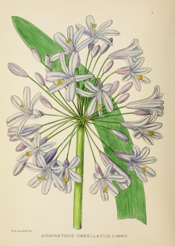 The Flowering Plants of Africa Agapanthus Umbellatus Poster Print