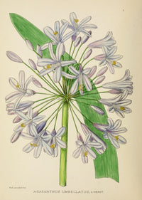 The Flowering Plants of Africa Agapanthus Umbellatus Poster Print