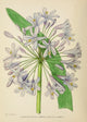 The Flowering Plants of Africa Agapanthus Umbellatus Poster Print