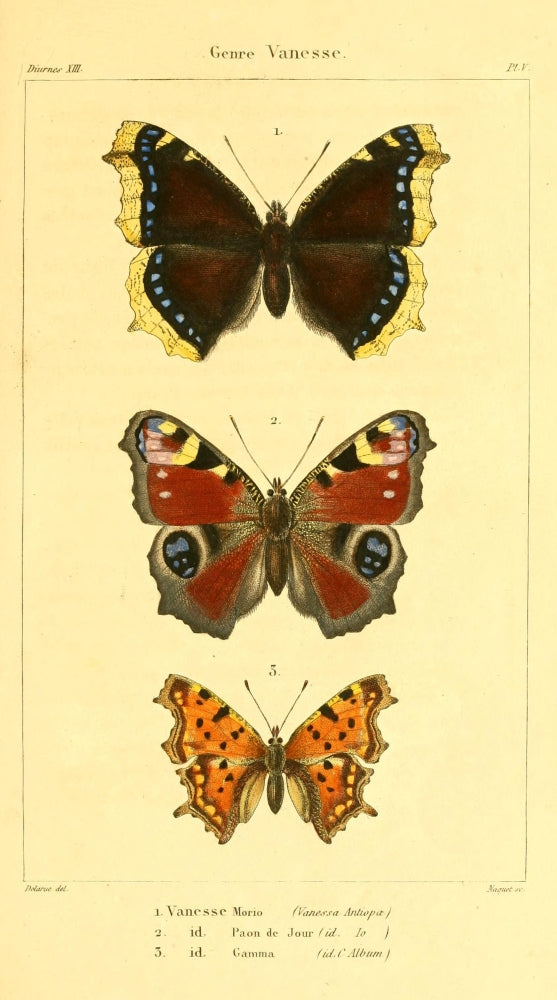 Histoire Naturelle des Lépidoptères Vanesse Poster Print by J. Delarue, showcasing an elegant butterfly illustration.