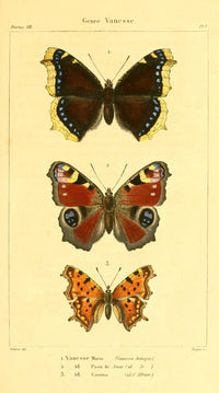 Histoire Naturelle des Lépidoptères Vanesse Poster Print by J. Delarue, showcasing an elegant butterfly illustration.