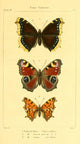 Histoire Naturelle des Lépidoptères Vanesse Poster Print by J. Delarue, showcasing an elegant butterfly illustration.