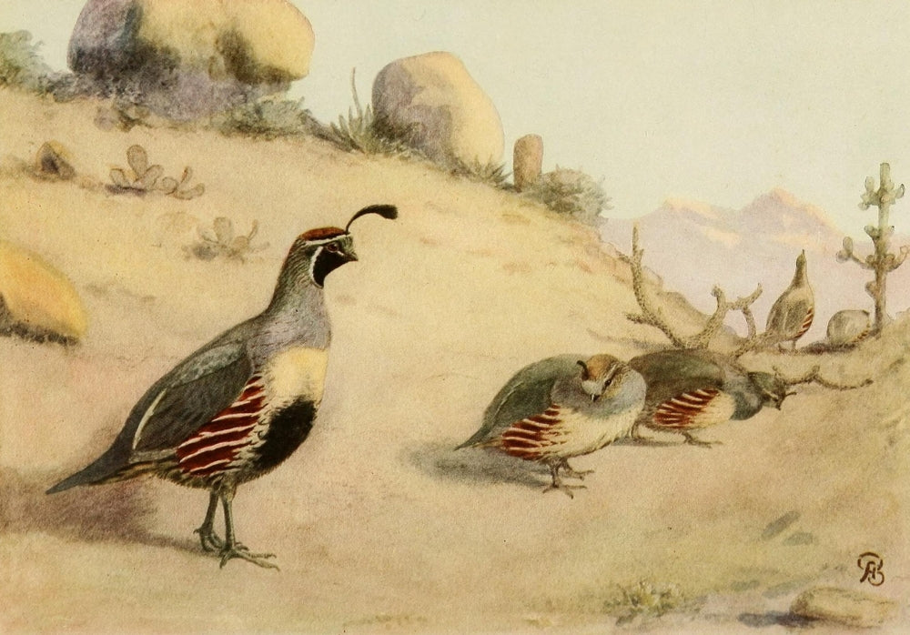 Birds of California 1923 Desert Quail Poster Print by A. Brooks