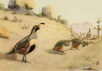 Birds of California 1923 Desert Quail Poster Print by A. Brooks