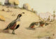 Birds of California 1923 Desert Quail Poster Print by A. Brooks