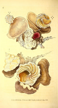 Naturalist's Repository 1824 Shells Carrier Trochus Poster Print showcasing marine life.