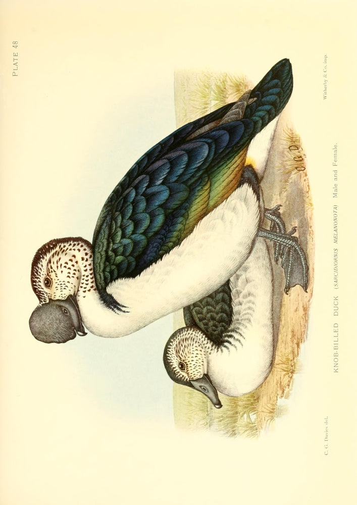 Knob-billed Duck Poster Print showcasing South African wildlife.