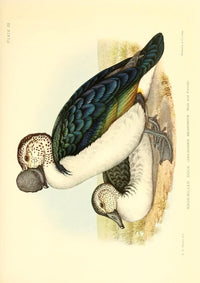 Knob-billed Duck Poster Print showcasing South African wildlife.