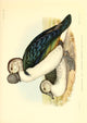 Knob-billed Duck Poster Print showcasing South African wildlife.