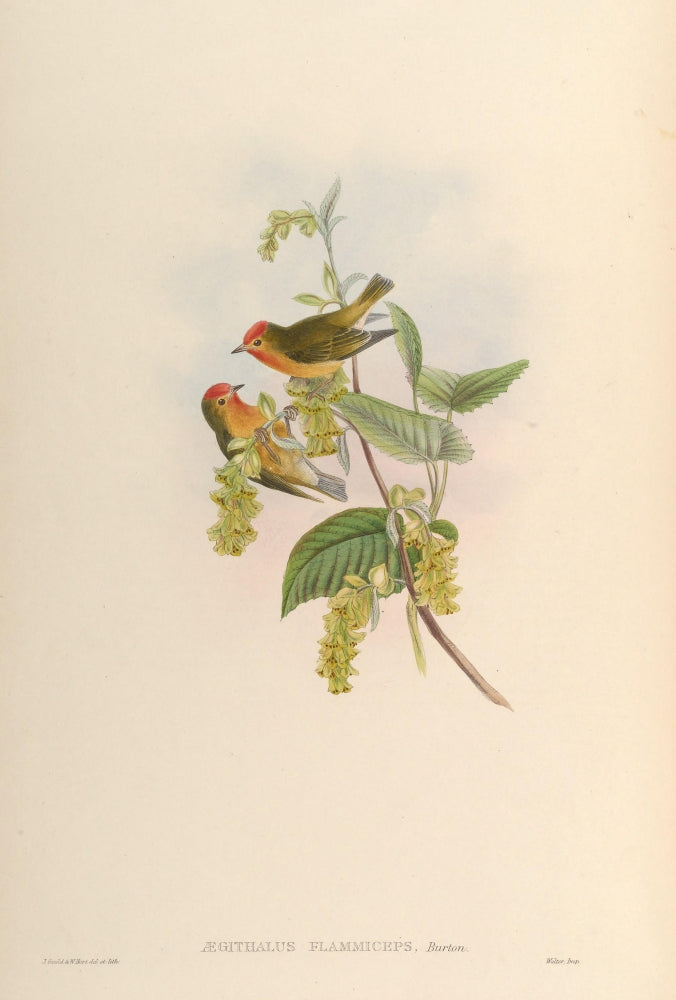 Birds of Asia 1850 Flame-fronted Flower-pecker Poster Print showcasing vibrant colors and intricate design.