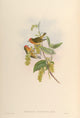 Birds of Asia 1850 Flame-fronted Flower-pecker Poster Print showcasing vibrant colors and intricate design.
