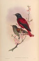 Birds of Asia 1850 Red Oriole Poster Print by John Gould, vibrant colors and intricate details.
