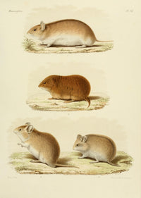 Des Mammifères 1868 Hamsters Poster Print showcasing vintage hamsters art.
