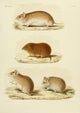 Des Mammifères 1868 Hamsters Poster Print showcasing vintage hamsters art.