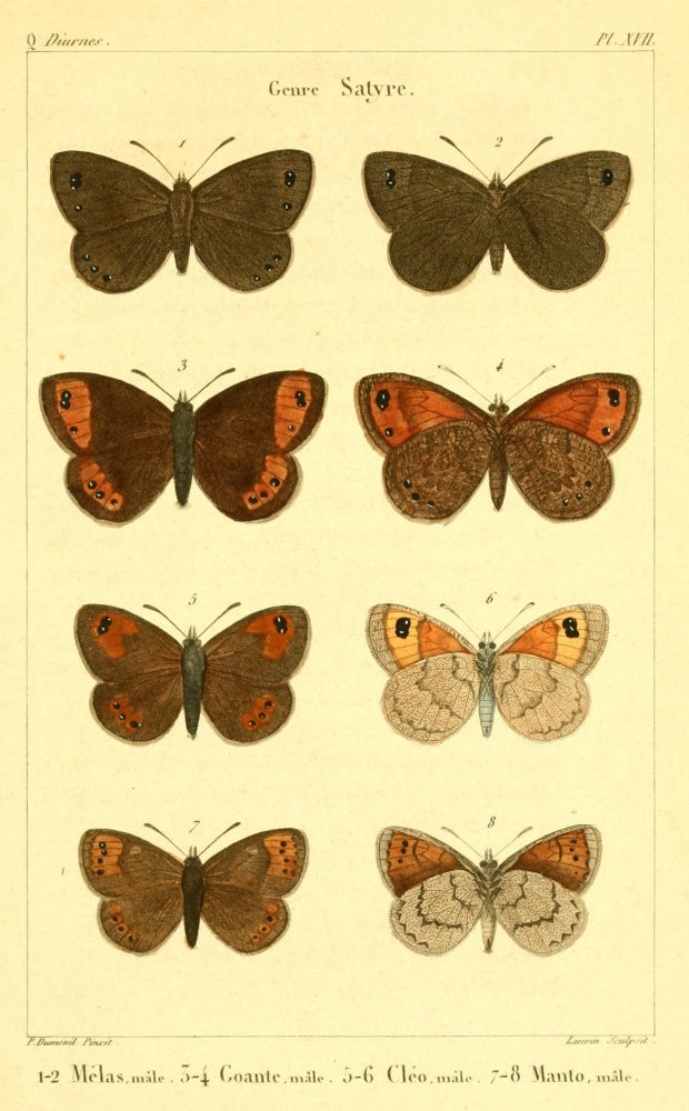 Papillons de France 1821 Genre Satyre Poster Print by P. Dumenil featuring colorful butterflies.