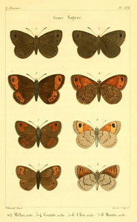 Papillons de France 1821 Genre Satyre Poster Print by P. Dumenil featuring colorful butterflies.