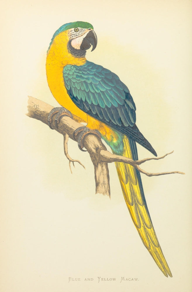 Parrots in Captivity Blue & Yellow Macaw Poster Print by A.F. Lydon