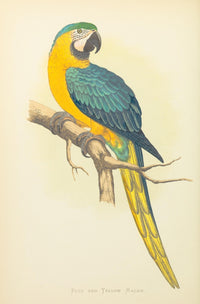 Parrots in Captivity Blue & Yellow Macaw Poster Print by A.F. Lydon