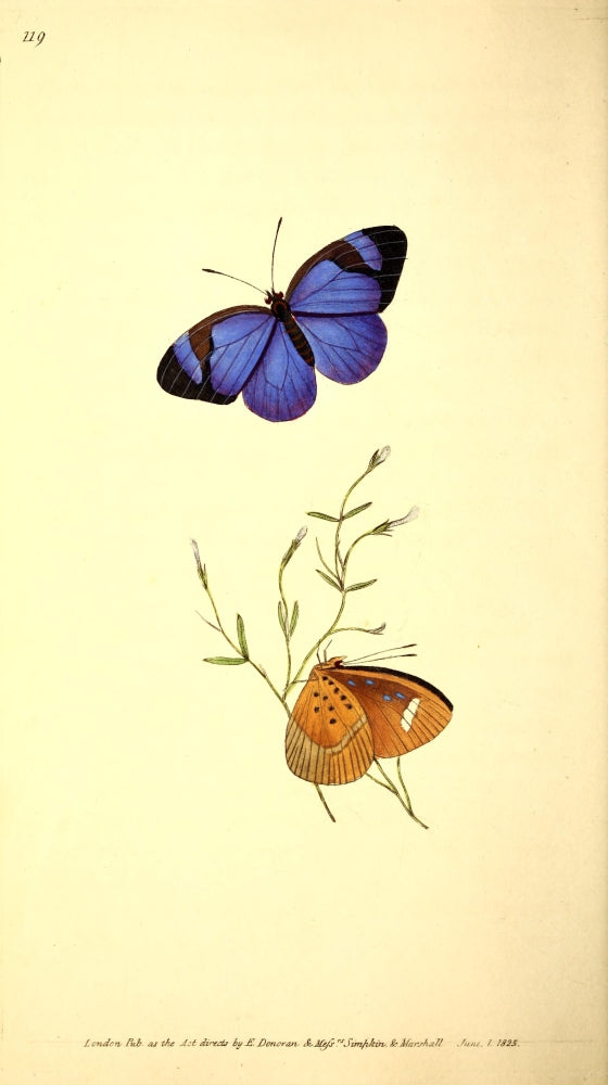 Naturalist's Repository 1824 Honorius Butterfly Poster Print by E. Donovan, displayed with vibrant colors.
