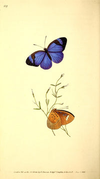 Naturalist's Repository 1824 Honorius Butterfly Poster Print by E. Donovan, displayed with vibrant colors.