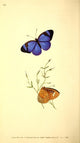 Naturalist's Repository 1824 Honorius Butterfly Poster Print by E. Donovan, displayed with vibrant colors.