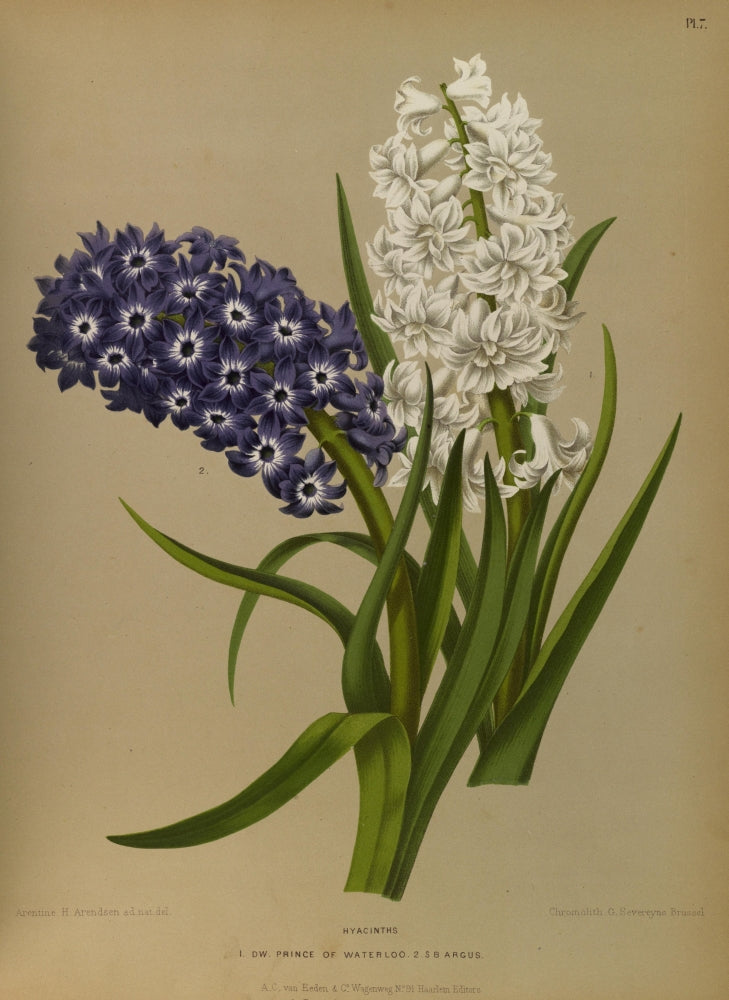 Haarlem's Flora 1872 Hyacinths Poster Print showcasing vibrant flowers by Arentine H. Arendsen.