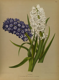 Haarlem's Flora 1872 Hyacinths Poster Print showcasing vibrant flowers by Arentine H. Arendsen.