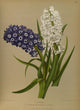 Haarlem's Flora 1872 Hyacinths Poster Print showcasing vibrant flowers by Arentine H. Arendsen.