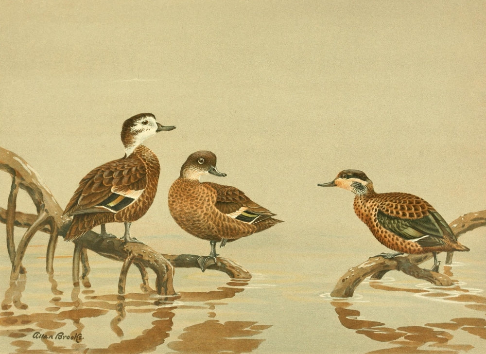 Nat History of Ducks 1925 Andaman & Hottentot Teal Poster Print showcasing colorful teal ducks.