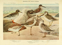 Birds of NY 1914 Sandpipers Poster Print by L.A. Fuertes