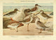 Birds of NY 1914 Sandpipers Poster Print by L.A. Fuertes